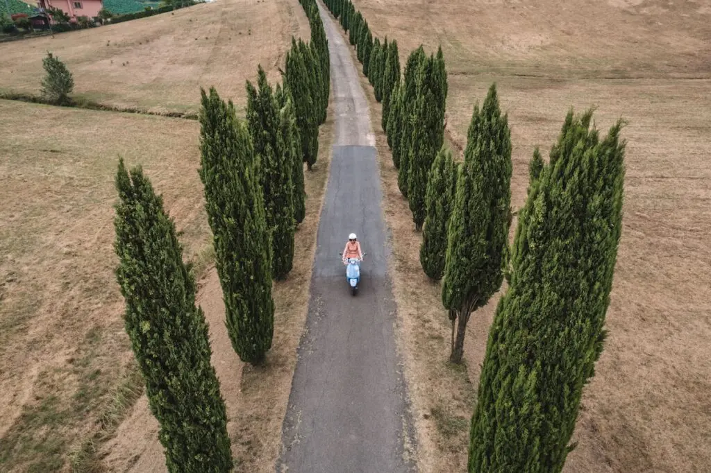 Tuscan cypress trees