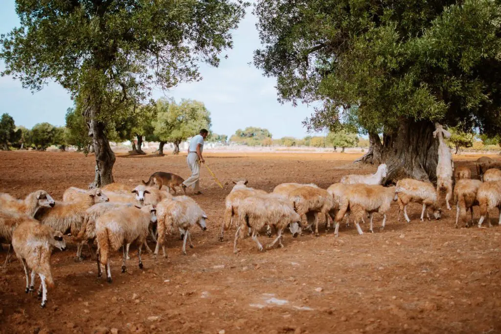 schapen in Puglia