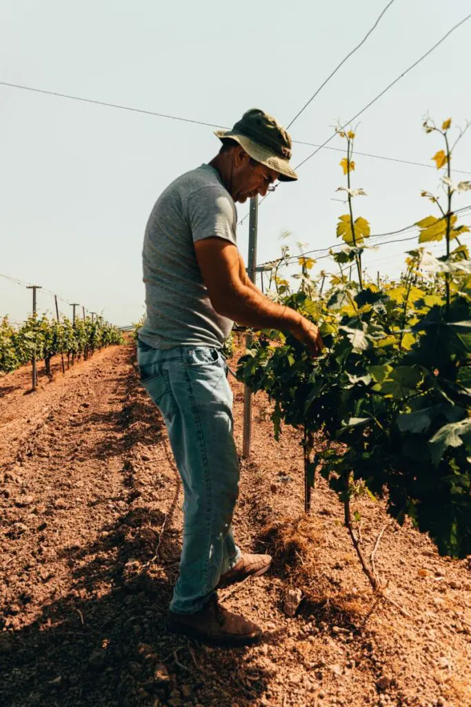 Vigneti Veneto