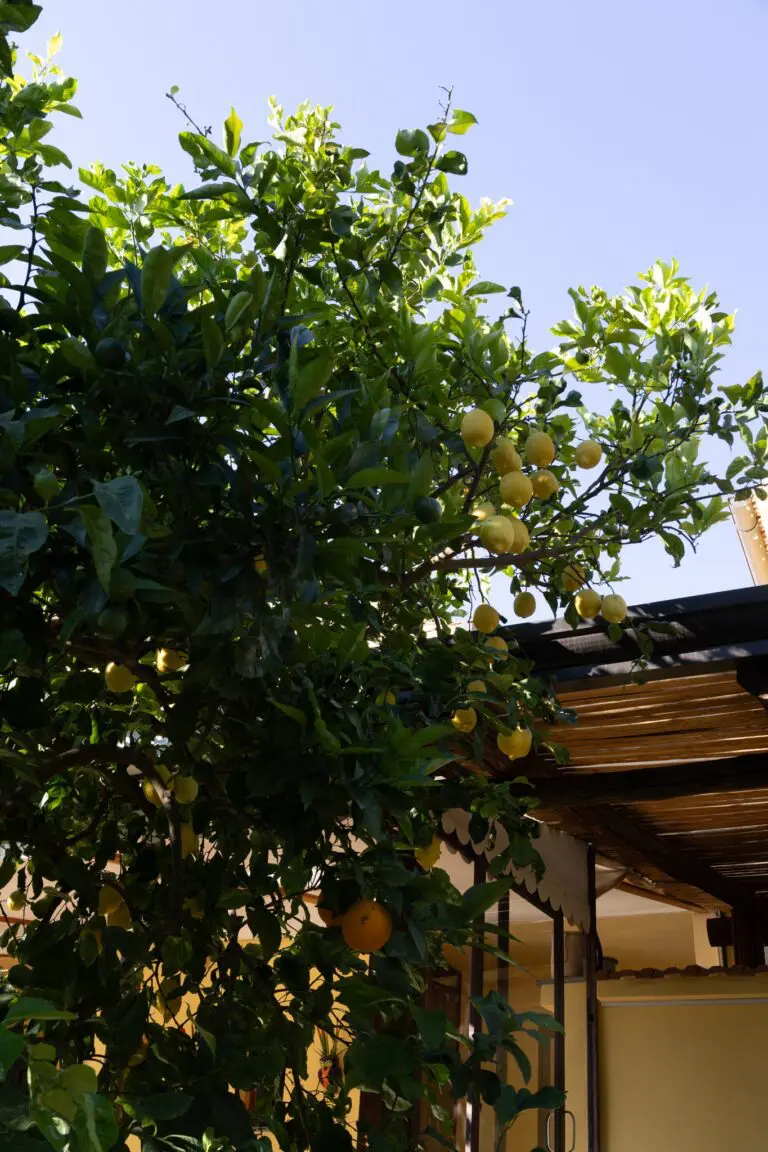 lemon tree with ripe fruit next to a building