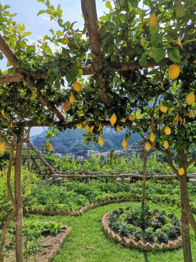 lemon grove with terraced gardens overlooking an italian village