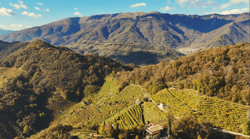 Luchtfoto van de Prosecco-heuvels met terrassen vol wijngaarden die oplichten in gouden tinten, omringd door bosrijke heuvels en torenhoge bergen op de achtergrond, alles onder een helderblauwe lucht met verspreide wolken.