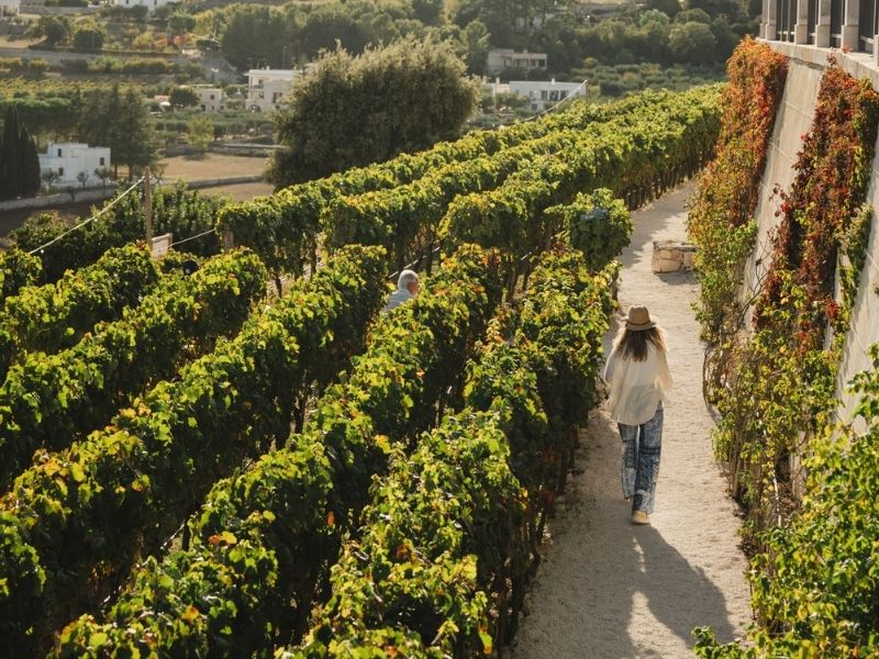 vineyards Veneto, wijngaarden Veneto