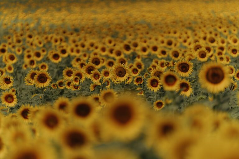 zonnebloemen in het Chianti-landschap