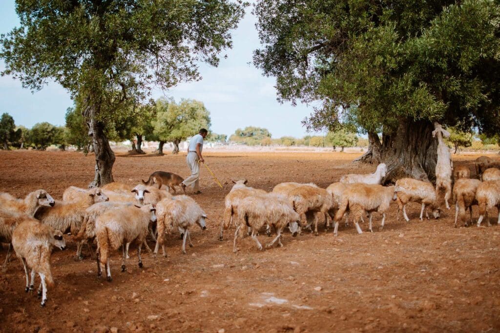 schapen in Puglia